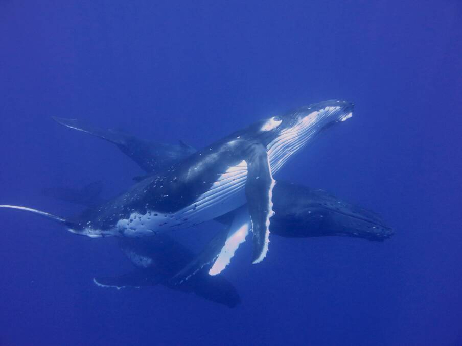 Humpback whales could see a population slump similar to grey whales a decade ago. Photo: Shuttershock