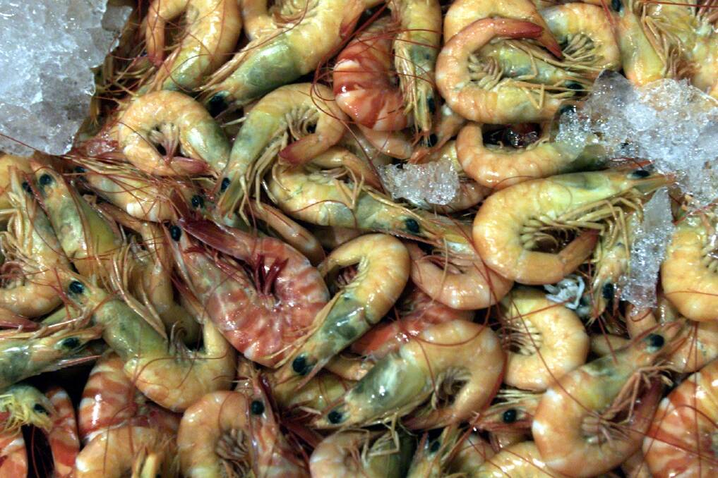 Millions of juvenile eastern king prawns will be released along the NSW coastline this summer