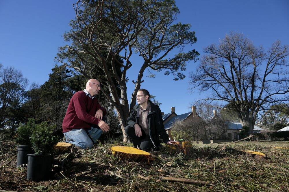 ACT Historic Places head gardener Martin Zierholz and ACT Museums and Galleries director Shane Breynard inspect the remains of 39 cypress trees removed from a hedge at Lanyon Homestead. Photo: Jeffrey Chan