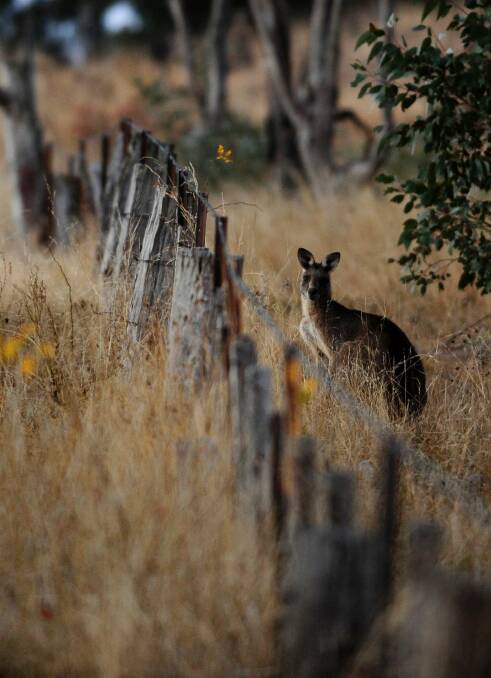 A protester was recently charged with obstructing the leader of the ACT's controversial kangaroo cull operation. 