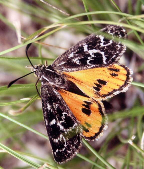 Female Golden Sun Moth (Synemon plana), one of Australias critically endangered diurnal moths Photo: Supplied