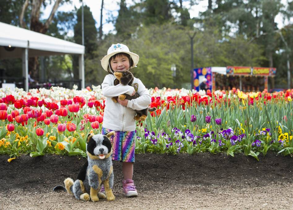 Candice Nguyen, 4, of Bonner cuddles toy dogs (courtesy of Wombat Cards and Gifts) as the final day at Floriade approaches and will be a 'Dog's day out' event. Photo: Elesa Kurtz