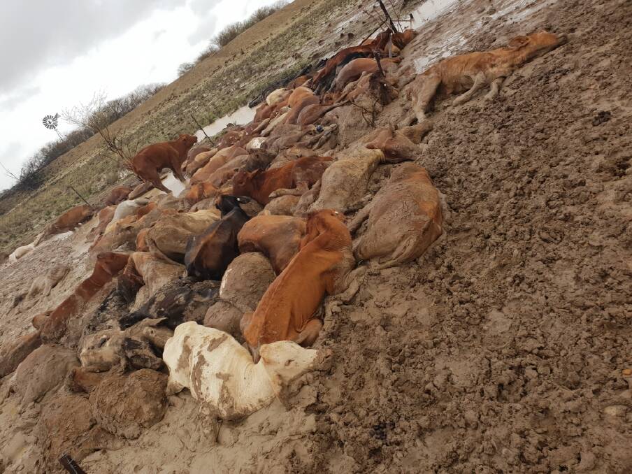 Just some of the estimated 300,000 cattle killed in the north-west Queensland floods. Photo: Laine Keough - Supplied