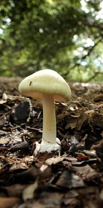 A death cap mushroom. Photo: Marina Neil