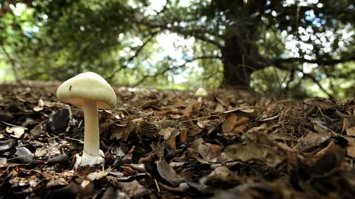 A Death Cap mushroom growing under a oak tree in Bass Garden, Griffith, last year. Photo: Marina Neil