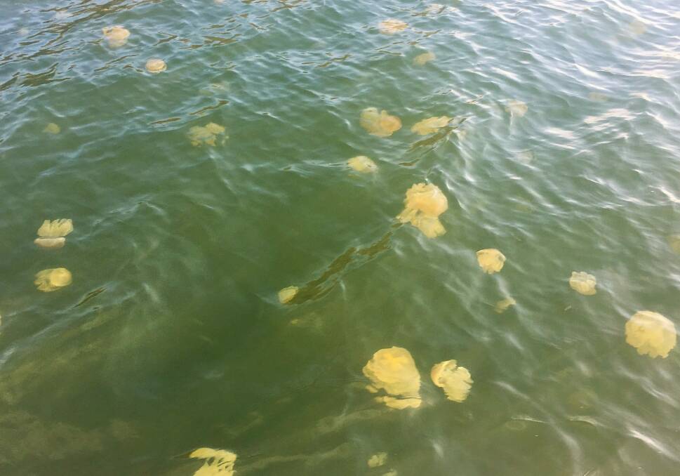 Jellyfish can be thick in the water near Nelligen. Photo: Tim the Yowie Man