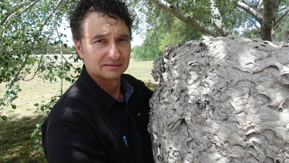 Jim Bariesheff with a huge wasp nest.  Photo: Steve Evans.
