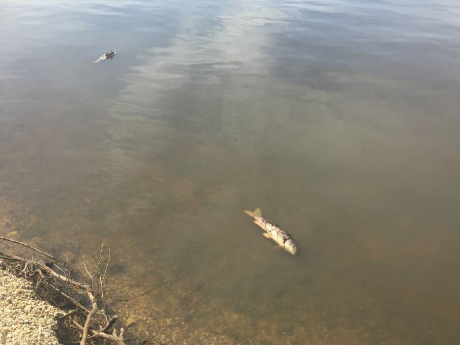 Smelly dead carp on the lake edge on November 19 Photo: Georgina Connery