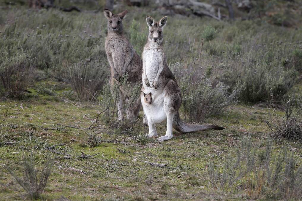 Eastern grey kangaroos: Territories Minister Shane Rattenbury says the annual kangaroo cull will begin on April 30. Photo: Jeffrey Chan