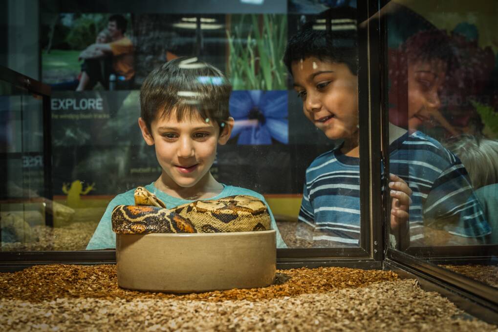 Kyle Rutter (left) and Aneesh Indrakanti check out one of the snakes at the <i>Snakes Alive!</i> exhibition at the National Botanical Gardens.  Photo: Karleen Minney