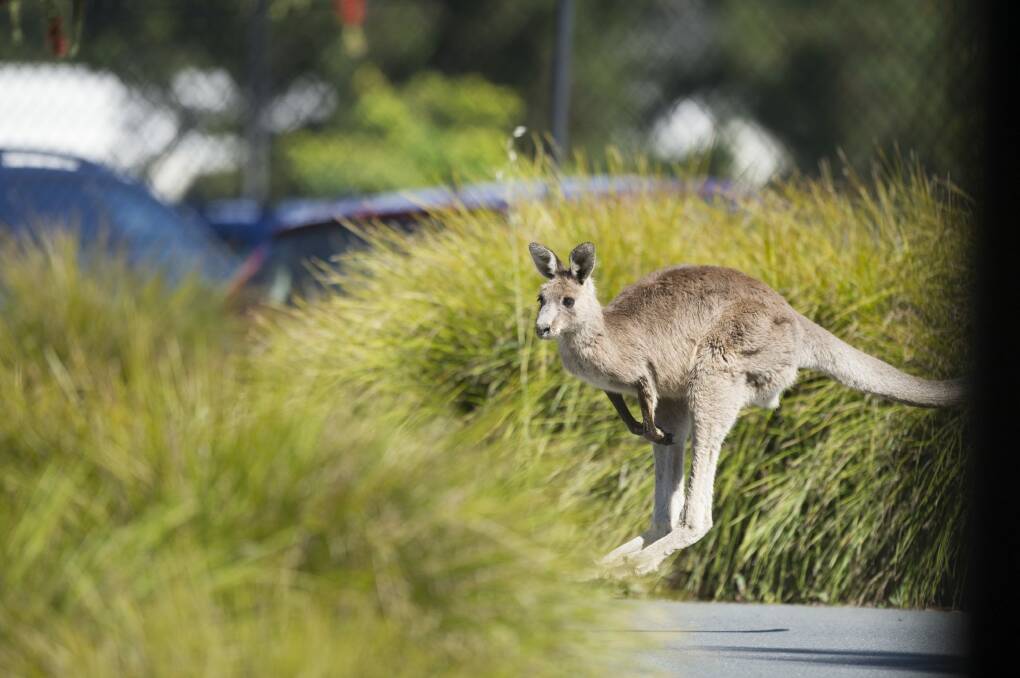 An eastern grey kangaroo in Canberra.  Photo: Jay Cronan