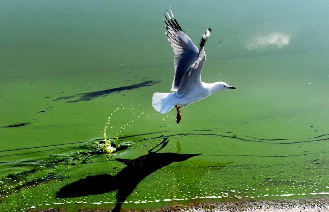 A seagull takes off from Lake Burley Griffin during a blue green algae outbreak in 2012. Photo: Colleen Petch
