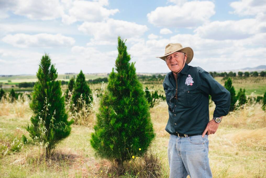 Ziggy Kominek from Santa's Shaped Christmas Tree Farm said he's already sold 1500 trees. Photo: Rohan Thomson