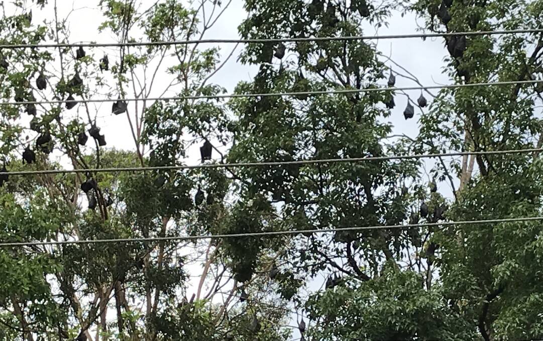 Around 5000 flying foxes are living in trees above residents' backyards in Brian Morrison Drive, Albany Creek. Photo: Alison Brown