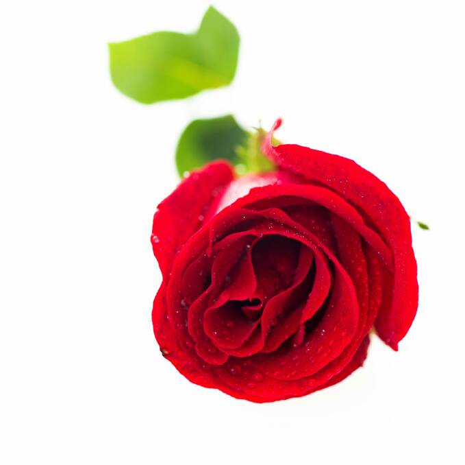 Single red rose.