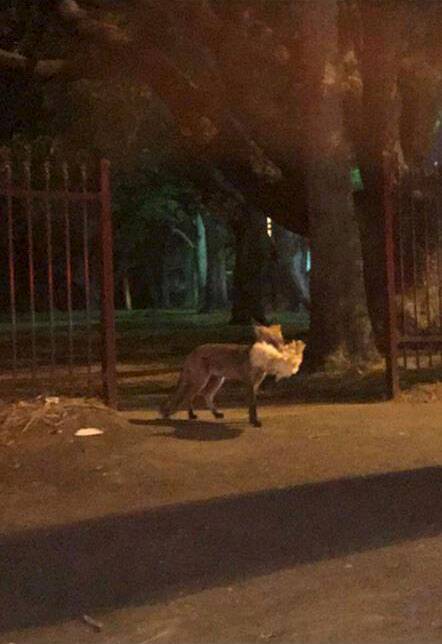 The fox, spotted crossing Victoria Road in Ryde, on Saturday night. Photo: Tilly Simpson