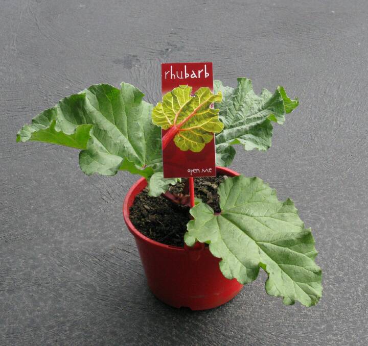 You can grow rhubarb in winter indoors, by a sunny window.
