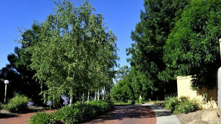 Residents of The Gardens in Nicholls are at war over whether to remove Manchurian pear and claret ash trees, like the ones to the right of this photo. Photo: Melissa Adams