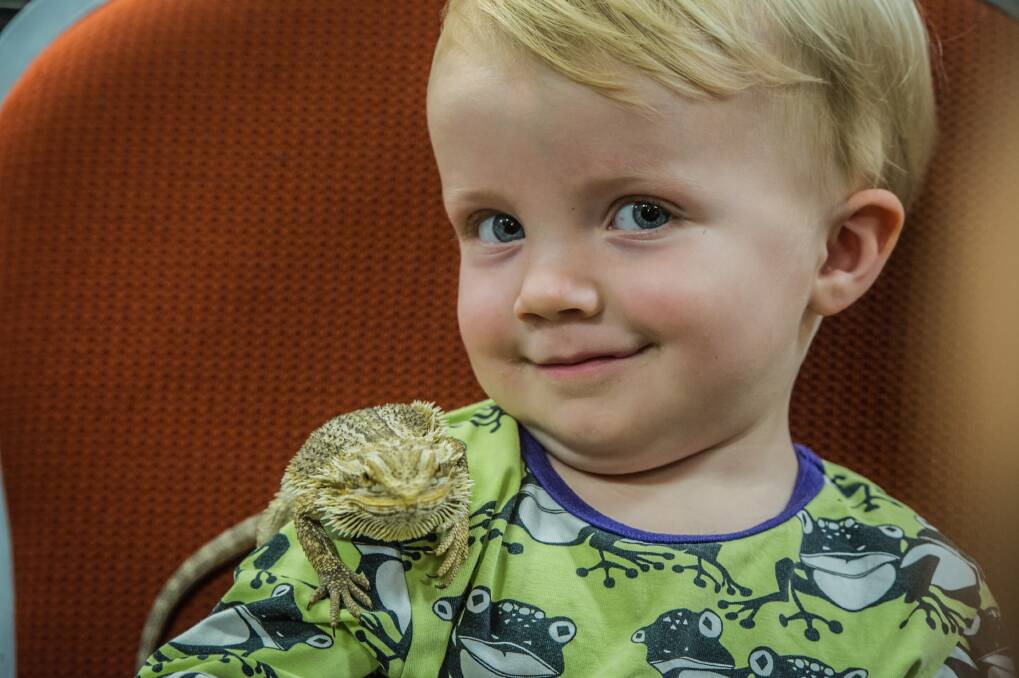 Two-year-old Sebastian Herbert, of Campbell, plays with a bearded dragon at the <i>Snakes Alive!</i> exhibition at the National Botanical Gardens. Photo: Karleen Minney.