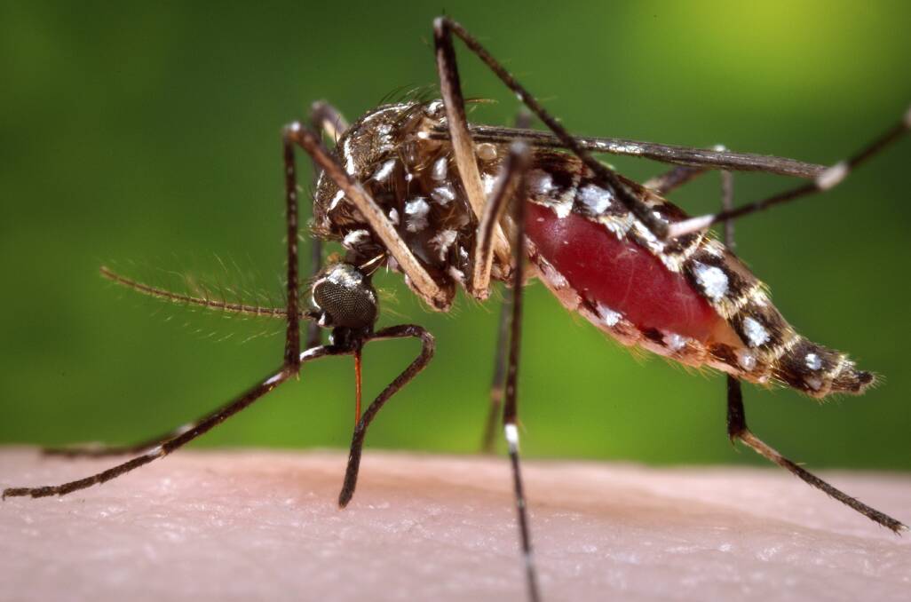 A female Aedes aegypti mosquito in the process of acquiring a blood meal from a human host.  Photo: AP