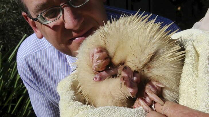 Casper the albino echidna will be released today after being cared for by the RSPCA. Chief executive Michael Linke takes a close-up look at the rare animal. Photo: Graham Tidy