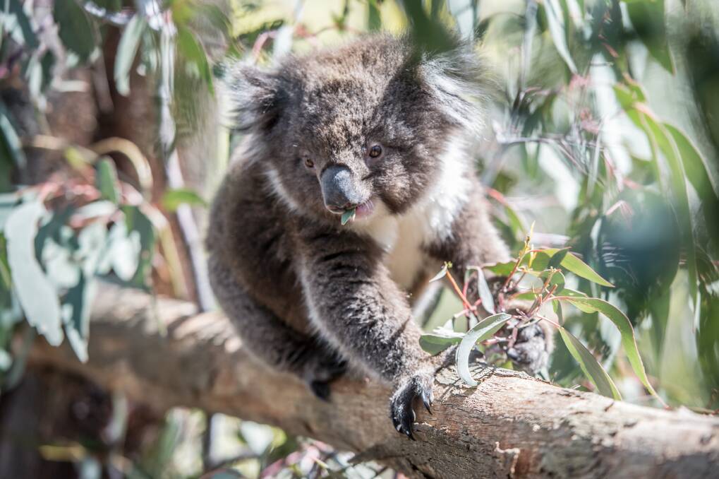 Malu the 18-month-old koala was released from the Tidbinbilla breeding program on Wednesday.  Photo: Karleen Minney