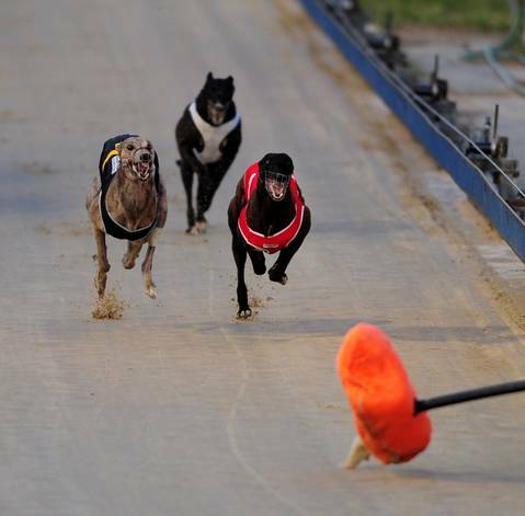 Canberra Greyhound club will hold its last race at Symonston on April 29. Photo: Melissa Adams