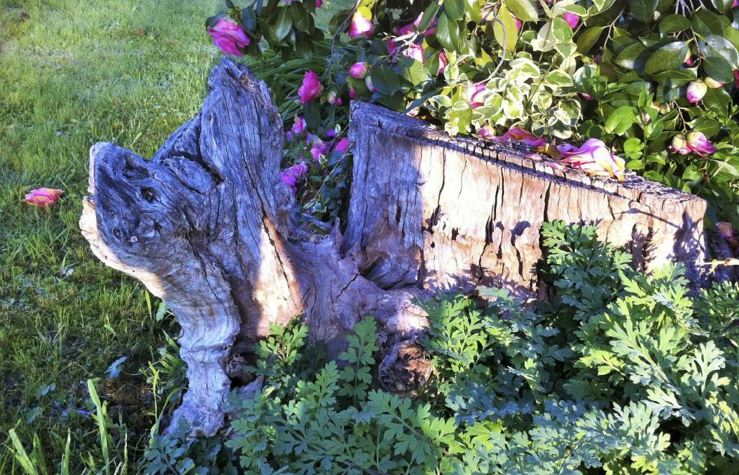 Tortoise-shaped tree stump in Melba. Photo: Sandra King