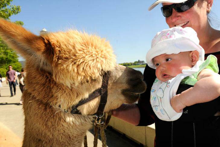 The Royal Diary: Alpaca therapy for crowd