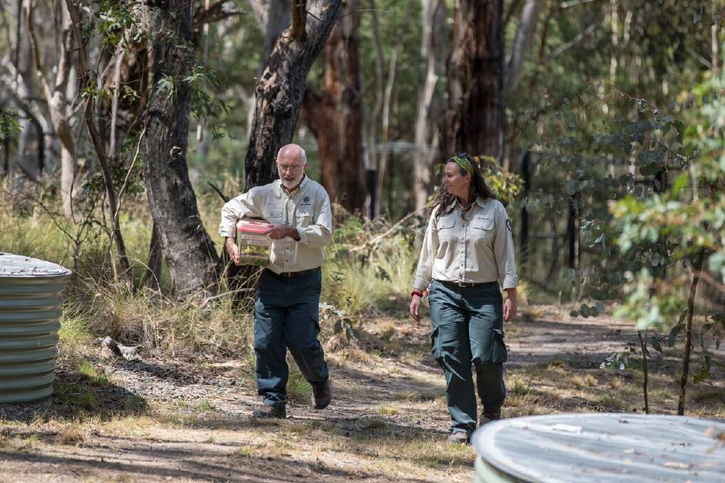 Murray Evans and Jenny Pierson deliver the frogs to their new home Photo: Peter Taylor, Threatened Species Recovery Hub