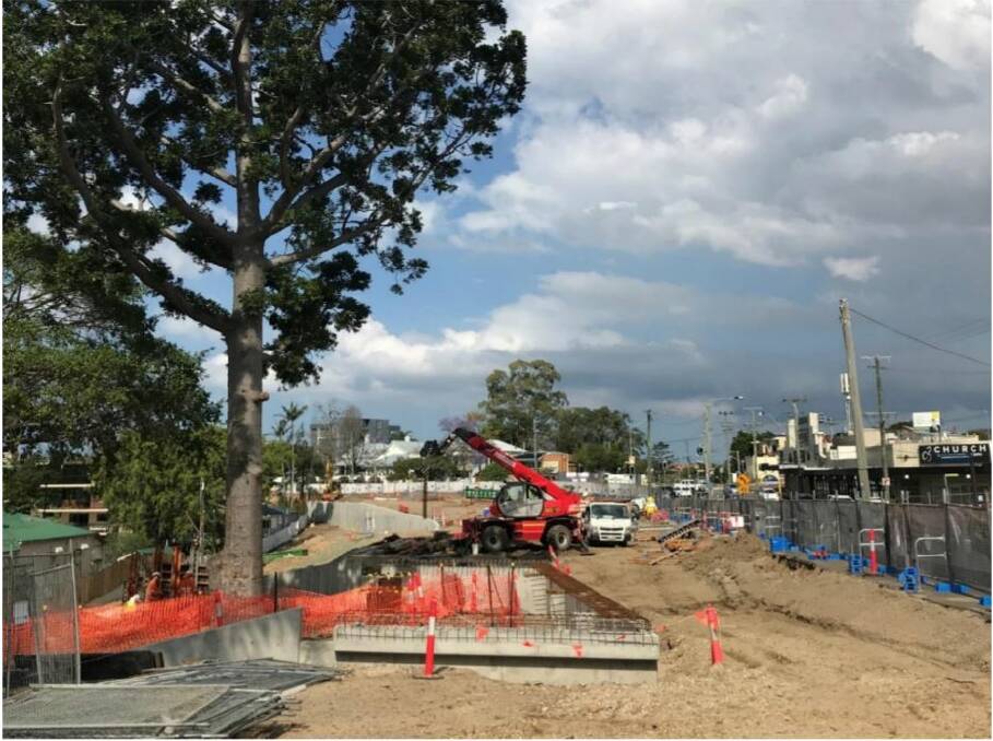 Kauri pines successfully protected in upgrade project Photo: Supplied.