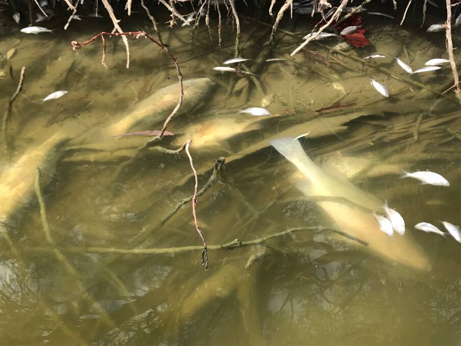 More of the fish found dead at Menindee on the Darling River on Monday, January 28. Photo: Graeme McCrabb
