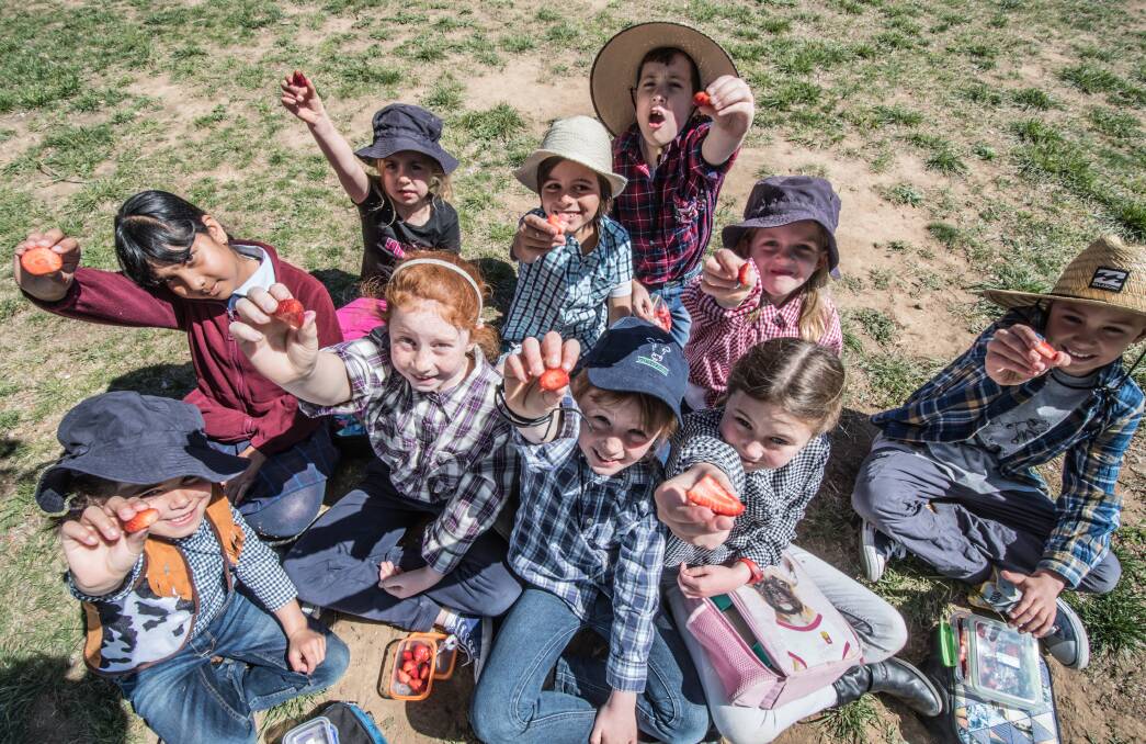 (From left) St Joseph's Primary School, students and strawberry enthusiasts Olivia Osborn, Rea Nevin, Matilda Donnelly, Josie Sill, Oliver Arena, Maeve Moloney, Harry Cattle, Ashley Fordham, Sophie Patten and Jordie Leemhuis. Photo: Karleen Minney