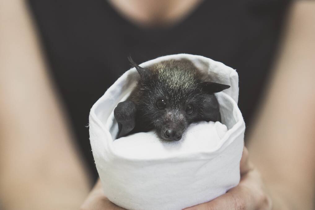 This endangered grey-headed flying fox was orphaned after his mother was caught in a barbed wire fence. Photo: Jamila Toderas