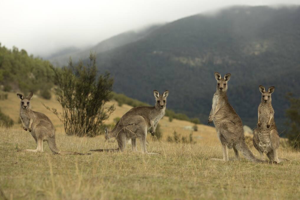 Wake up among the wildlife at the Wildfest at Tidbinbilla event during the September school holidays.  Photo: Supplied 