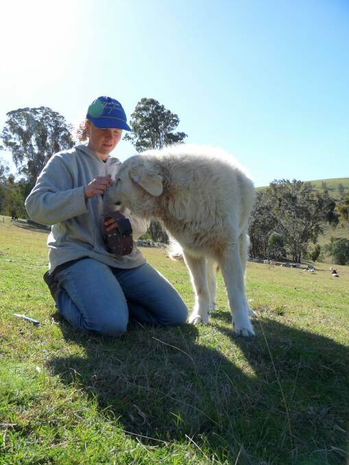 Dr Linda van Bommel with a Maremma dog, which is being trained to protect native wildlife in Victoria. Photo: Supplied