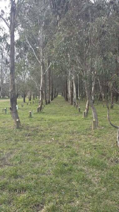 Congratulations: Sonja Zeylemaker of Giralang correctly identified last week's photo  as the ACT Landcare Memorial Forest.