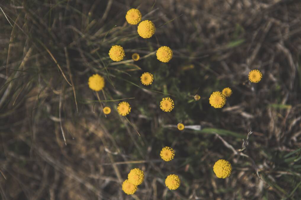 Species: Leptorhynchos squamatus ssp. squamatus (Compositae), known as Scaly Buttons at the Mulanggari grasslands in Gungahlin. Photo: Jamila Toderas