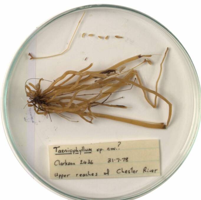 A petri dish containing the rediscovered orchid which was collected in 1978. Photo: Australian National Herbarium