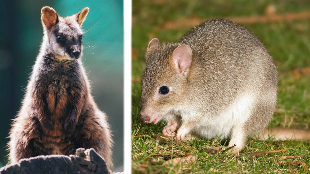 Short listed: Either the Southern Brush-Tailed Rock Wallaby, left, and eastern bettong will become the ACT's animal emblem. Photo: Rohan Thomson and Karleen Minney