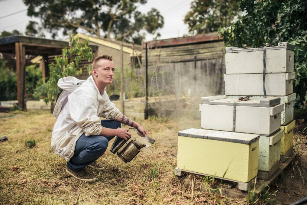 Canberra Urban Honey director Mitchell Pearce with some of his bees in the backyard of a hive host in Aranda.   Photo: Rohan Thomson