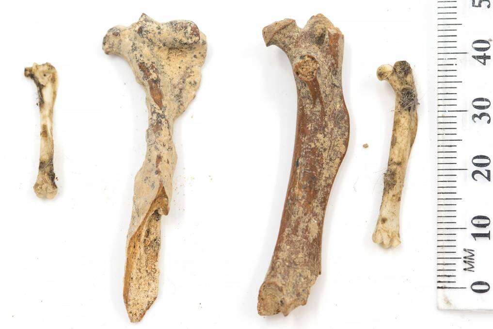 The fossils of giant rats compared to modern rat bones. Photo: Stuart Hay, ANU Photography