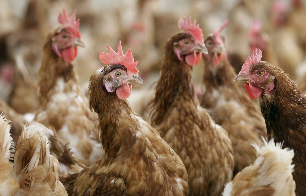 Poultry, such as chickens, were the most common animal to be used for scientific purposes in Queensland last year.  Photo: AP Photo/Charlie Neibergall