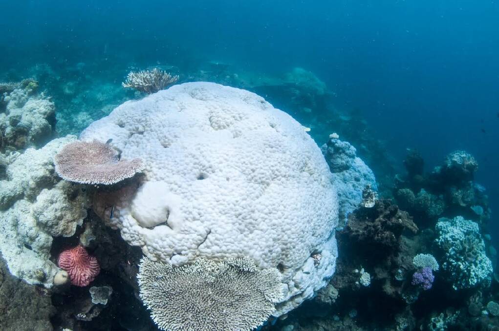 Another coral bleaching event is unfolding over parts of the Great Barrier Reef for the second year in a row. Photo: Brett Monroe Garner, via Greenpeace