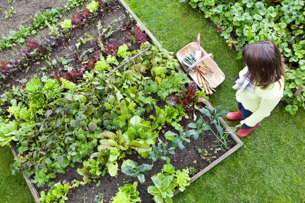  July in the best month possible to dream of gardens, fat with veg and fruit. Photo: Supplied