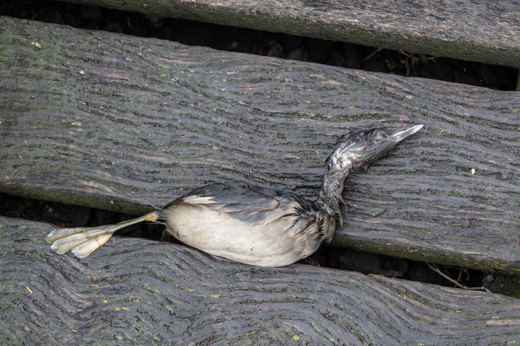 A bird found dead near the creek.  Photo: Jason South