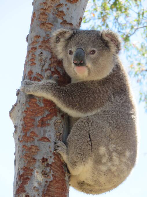 A koala in the Monaro region, photographed by Two Thumbs Wildlife Trust. Photo: Two Thumbs Wildlife Trust