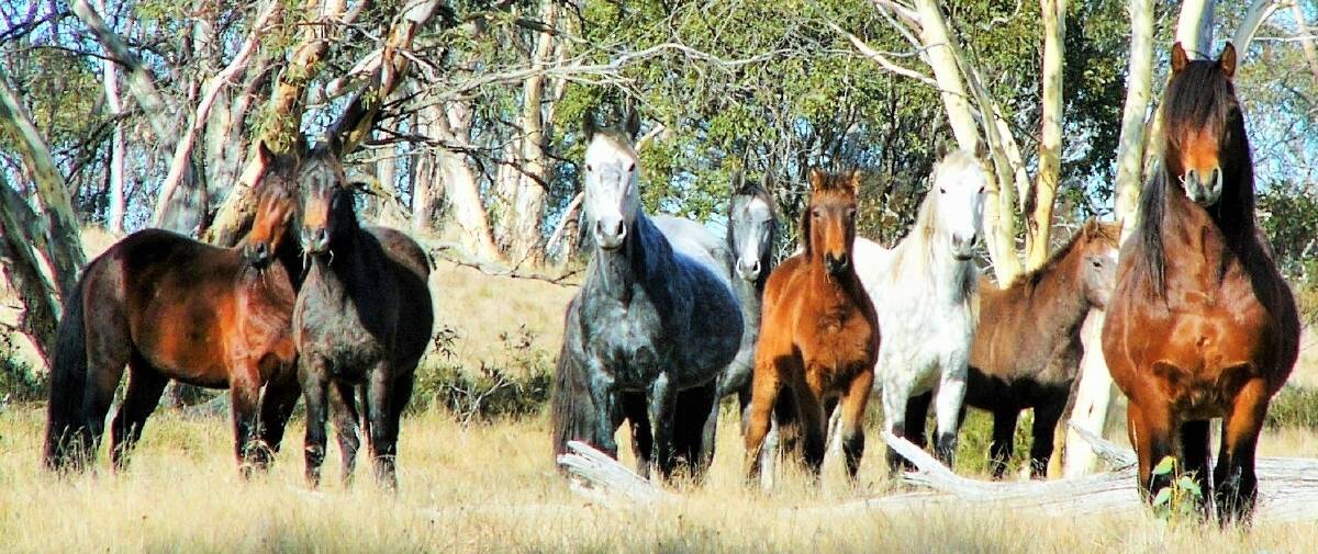A mob of brumbies in the Australian high country. Photo: Peter Meusburger