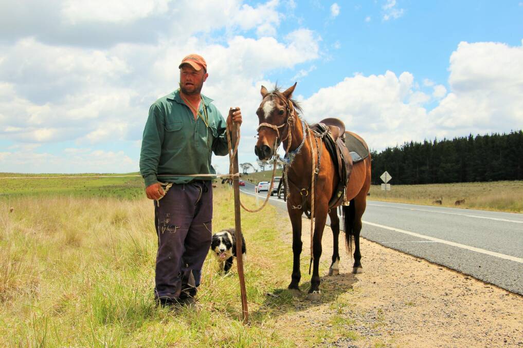 Drover Mark Fraser patrols the long paddock with the help of his stock horse and Indi, his cattle dog. Photo: Dave Moore
