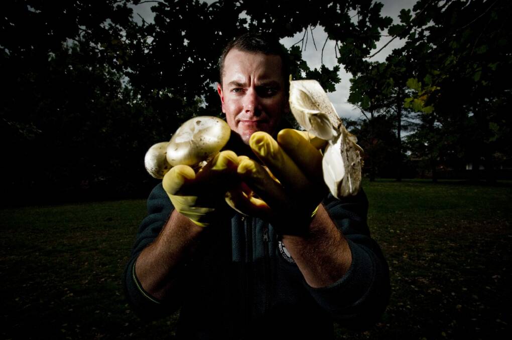 Tristan Adrian, of ACT City Services, displays a collection of death cap mushrooms. Photo: Jay Cronan